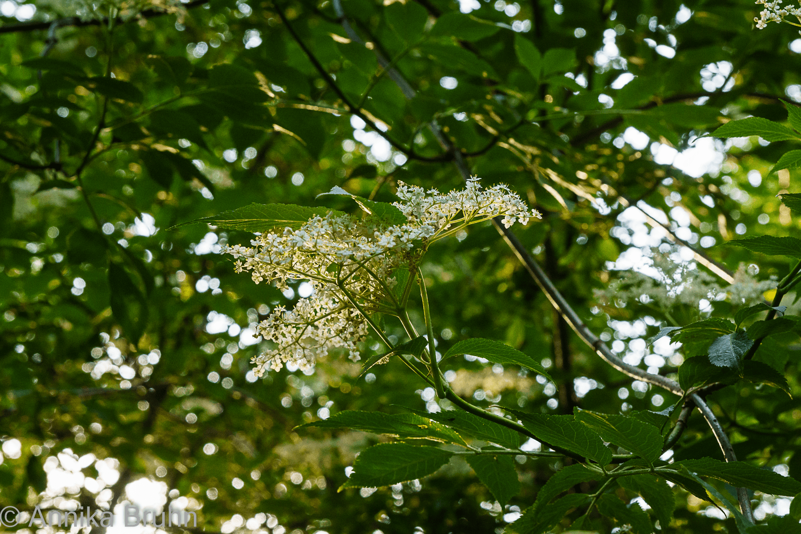 Holunderblüte in der Sonne